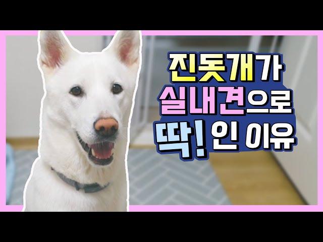 [ENG SUB]한국 진돗개의 훌륭한 점 4가지! & 진돗개에 대한 편견들...