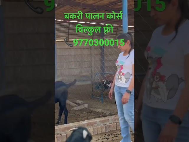 Free kre #Goat farming course 9770300015 #बकरी पालन कोर्स फ़्री में करें #Goat farming in india