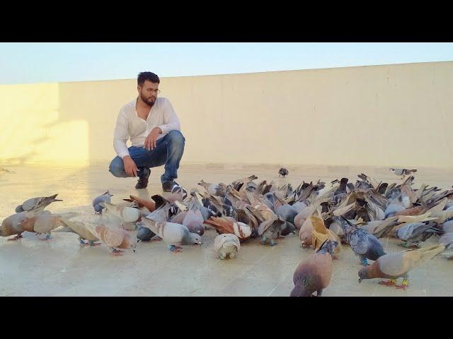 150 new pigeons khullat video - Usama bhai Pigeon loft malir karachi