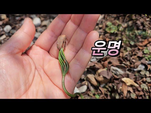 운명