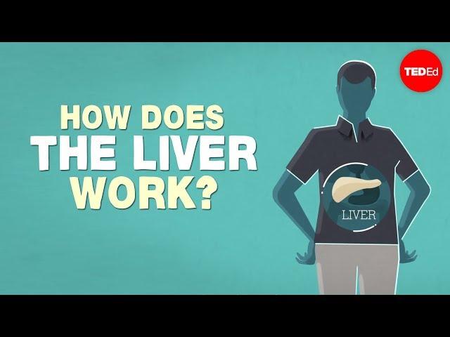 What does the liver do? - Emma Bryce