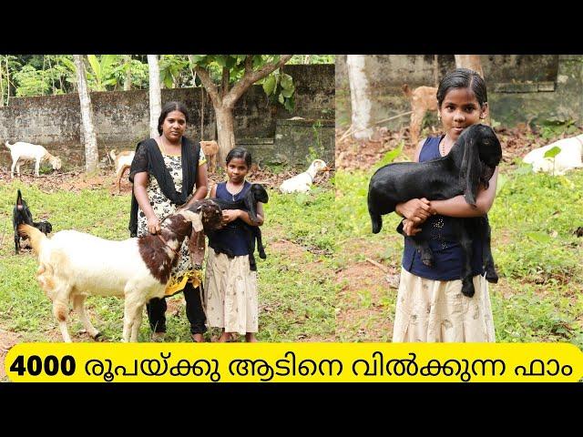 4000 രൂപയ്ക്കു ആടുകളെ വിൽക്കുന്ന വീട്ടമ്മ|Goat Farming Kerala|Goat sale Kerala