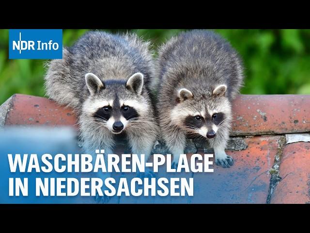 Waschbärenplage in Deutschland: Was tun, wenn die Räuber zum Problem werden? | NDR Info