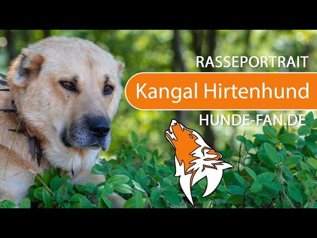 ► Kangal Shepherd Dog [2021] History, Appearance, Temperament, Training, Exercise, Care & Health