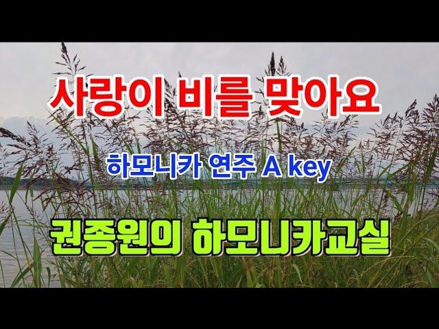 사랑이 비를 맞아요 - 하모니카 연주