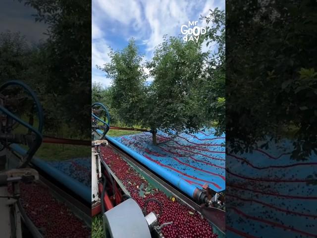 Vibrating Machine For Cherry Harvesting  #shorts