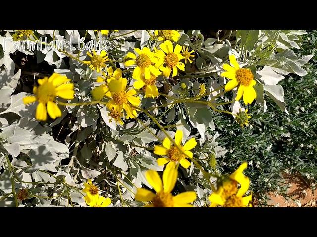 Encelia Farinosa | Brittlebushes [FarmHand Bans]