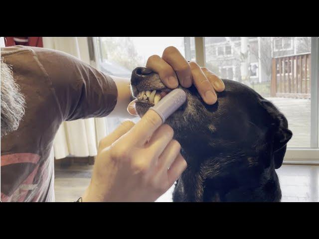 Home dental care for your pet