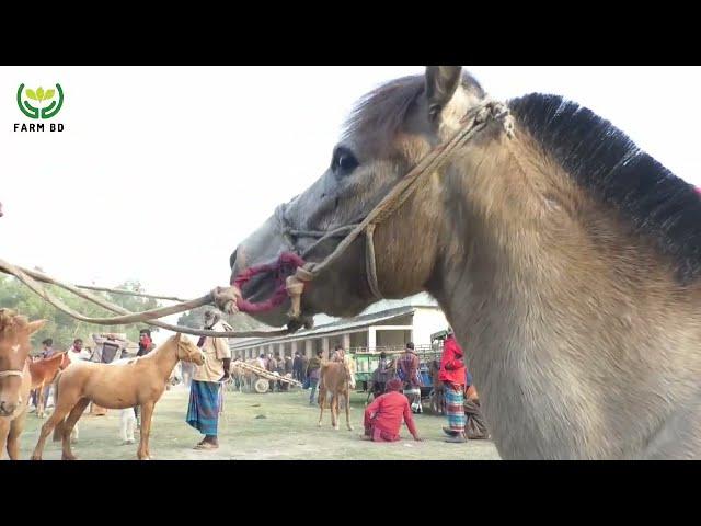 Beautiful Village Horse Market in Bangladesh l BD Horse l Farmbd l 2022