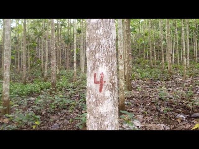 Teak Farm For Sale in Coclé