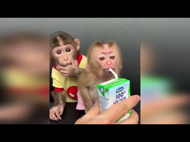 Cute Baby Animals Videos Compilation | Funny and Cute Moment of the Animals #10