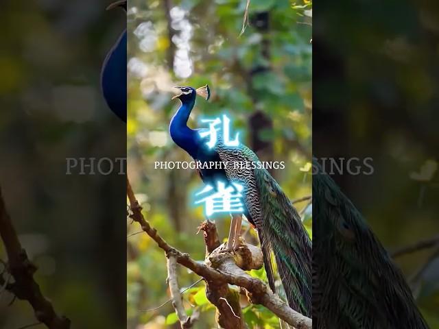 罕见的孔雀吐雾，见者好运，许个愿吧！#我用摄影看世界 #动物视界 #野生鸟类摄影