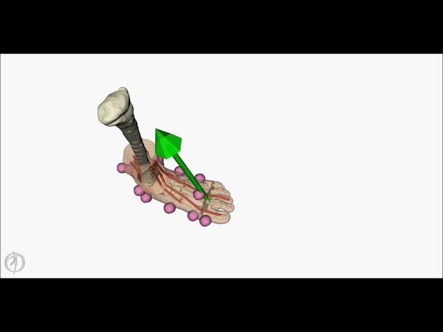 Personalized model of the foot and ankle (from MRI scans)