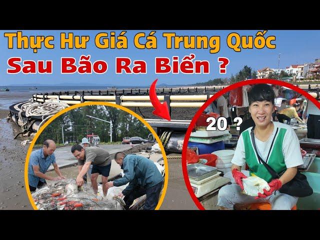 Thực Hư Giá Trị Cá Trung Quốc Sau Siêu Bão Ra Đầy Biển Vào Bờ Việt Nam