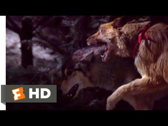 Look Who's Talking Now (1993) - Dog vs. Wolf Scene (9/10) | Movieclips