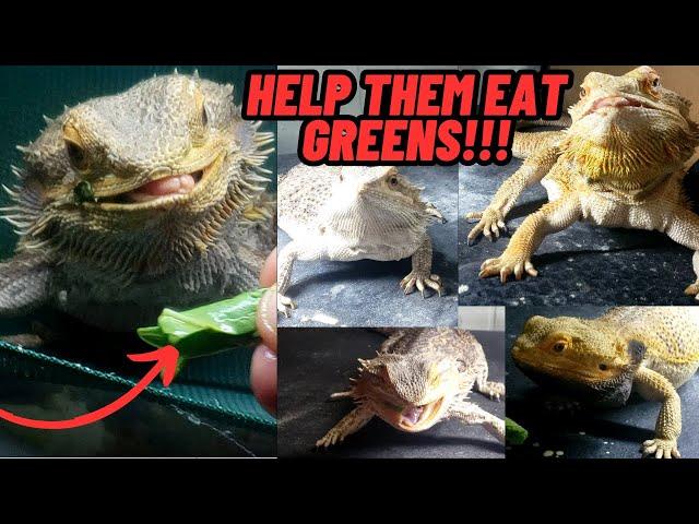 HELP BEARDED DRAGONS EAT GREEN VEGGIES! REPTILE LIZARD TRICKS