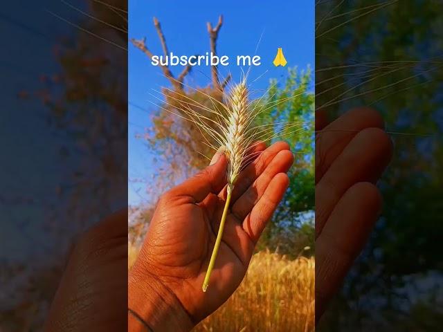 kheti gehun ki desi Kisan  #punjabisong #automobile #song #design