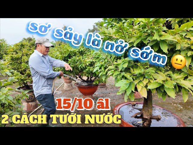 2 cách tưới nước kết hợp 15/10 âl Út Đực cảnh báo thời tiết khắc nghiệt sơ sẩy mai rất dễ bị nở sớm