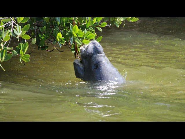 River nature tours with Wildside Tours in Cocoa Beach, FL