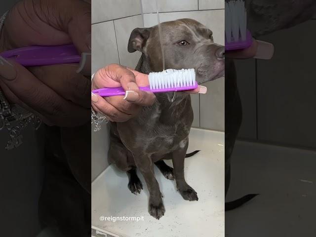 Dog Grooming ASMR #viral #asmr #doggrooming #dogbath #satisfying