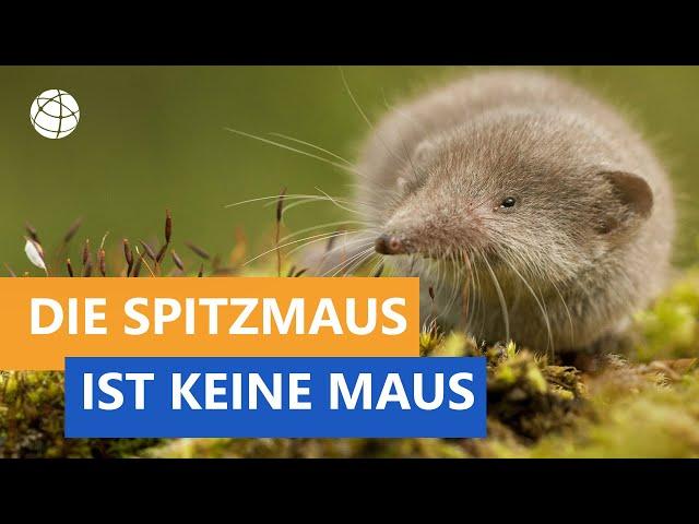 Die Spitzmaus ist keine Maus - Das kleine 1x1 der Artenkunde | Planet Schule