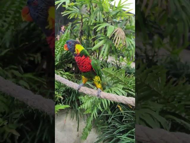 Lorikeet Calls are Adorable!