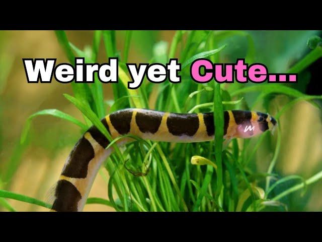 The Cutest yet Strangest Bottom Feeder: Fish Feature ep.5 Kuhli Loach