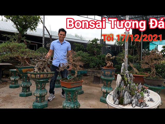 Tuyển chọn hàng Bonsai đẹp vườn Tượng Đá phục vụ hàng chơi tết