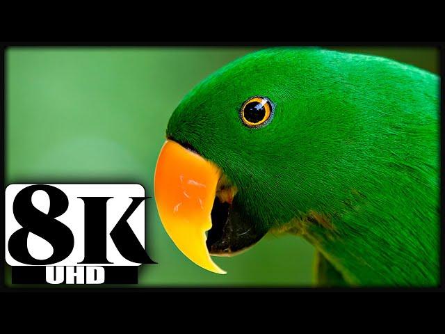 BREATHTAKING COLORS OF NATURE IN 8K | 8K BEAUTIFUL NATURE | RELAXATION MUSIC 8K ULTRA HD 120FPS