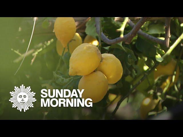 Growing lemons on the Amalfi Coast