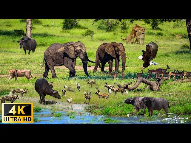 4K African Animals: Bale Mountains National Park | Scenic Wildlife Film With Real Sounds