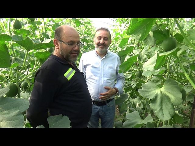 Kumluca - Örtüaltı  Turfanda Kavun Üretimi - Serada Kavun Yetiştiriciliği