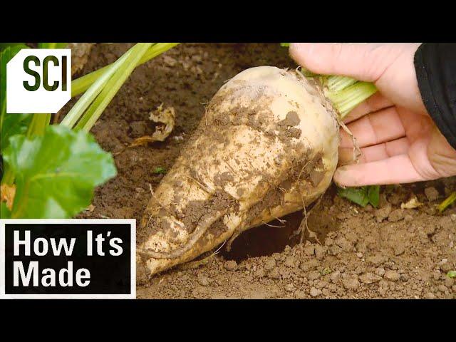 How It's Made: Beet Sugar