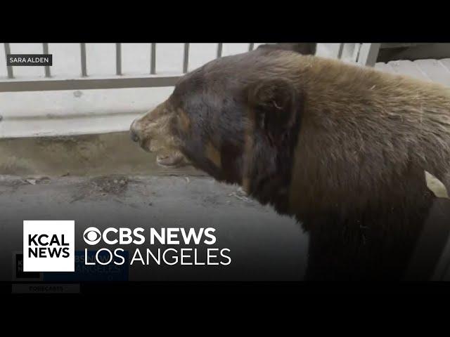 Bear breaks into Sierra Madre home and leaves trail of destruction