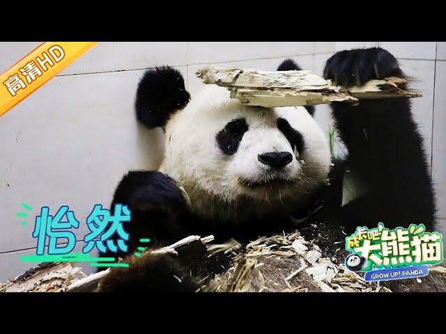 GrowUp! Panda | 熊猫妈妈临产前痛得哭唧唧, 求饲养员安慰 #成长吧大熊猫