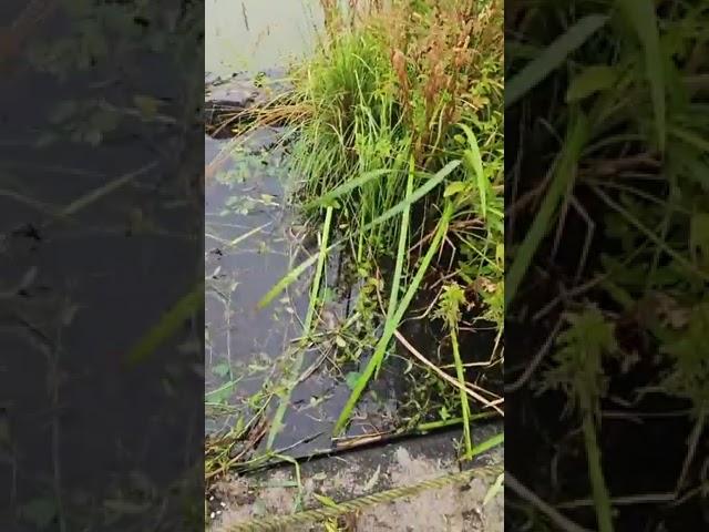 Kleiner Überblick an der Burg Stammeln, Zintlinge, Wasserbecken und Obstbäume