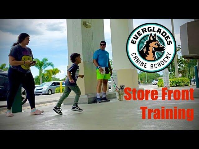 Store Front DESENSITIZATION TRAINING | Mini Schnauzer | Naples FL