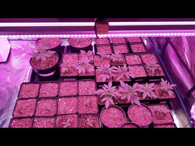 Multi Strain Update (Exotic Genetix, 3rd Coast,Penthouse,Greenhouse seeds,silent seeds AND MORE!