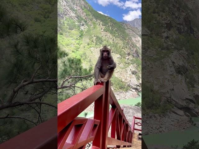 山南市的绝美生态画卷。邂逅藏猕猴的灵动身影。#中国西藏