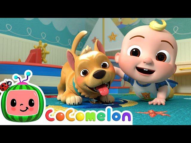 Pet Care Song | CoComelon Nursery Rhymes & Kids Songs