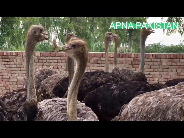 Ostrich farming in Saferabad Pakistan