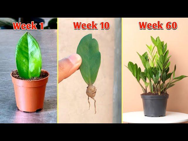 2 Ways to Propagate Zz Plants From Cuttings - ZZ Plant Care (Zamioculcas zamiifolia)