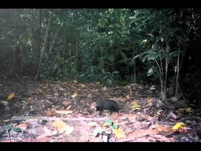 SHORT-TAILED MONGOOSE (camera trap video)