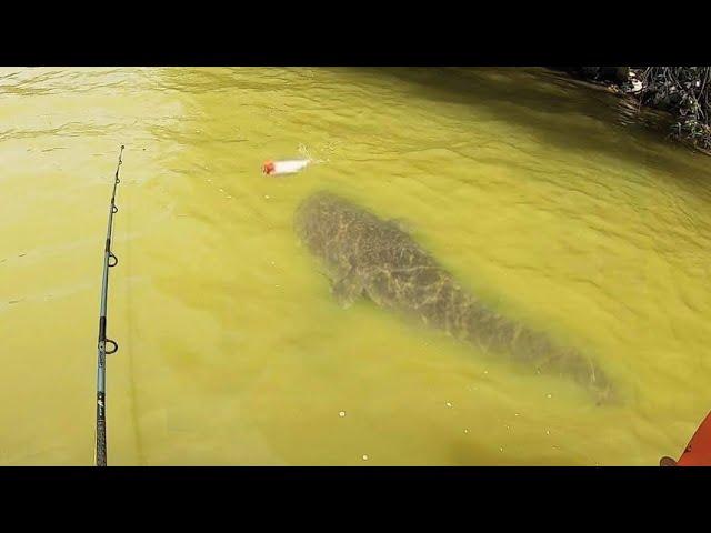 TOPWATER FISHING for INSANE CATFISH!!!