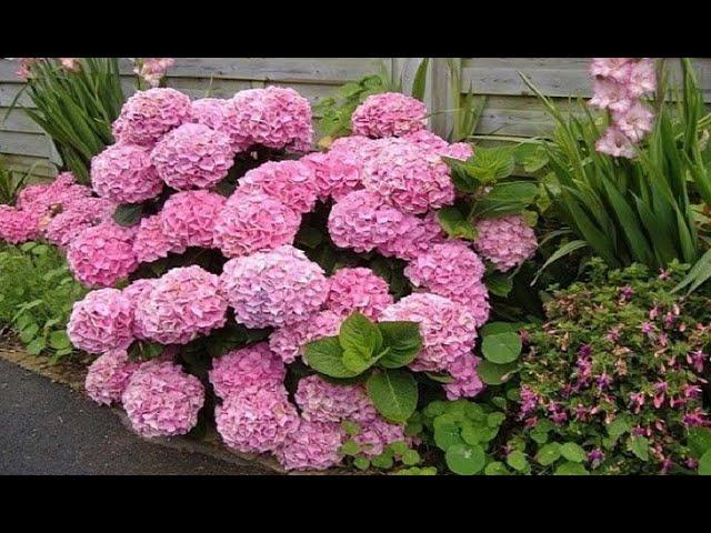 HYDRANGEA WILL BLOOM LUSHLY, WITH HUGE CAPS, IF YOU MAKE SUCH A SHELTER FOR THE WINTER