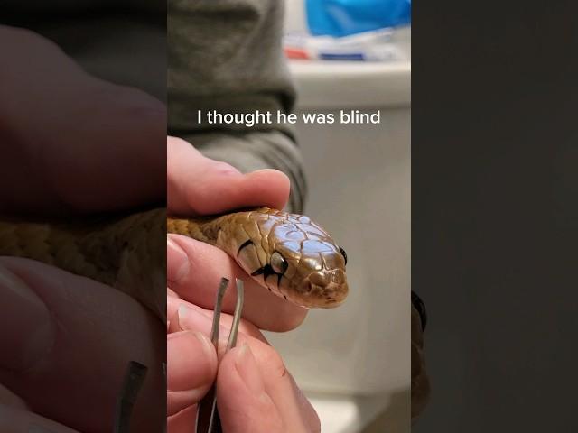 Restoring sight to a snake.