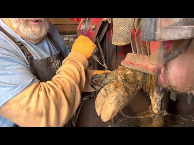 Dew Claws in Hoof Trimming