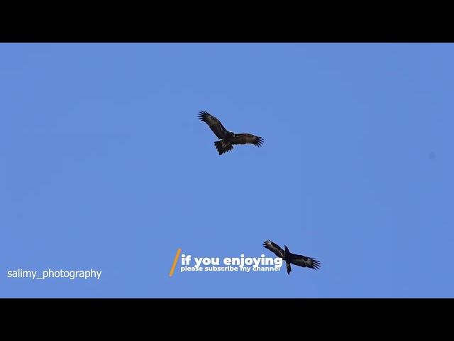 the Iconic Wedge-tailed eagle , Australia birdsofprey