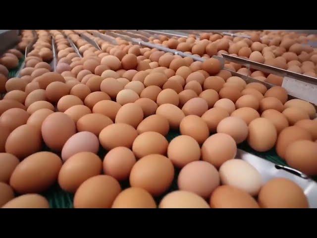 HOW 100 BILLION  EGGS Are Produced Annually in the United States