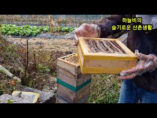 토종꿀 뜨고,  월동식량 올려주는방법 따라하면 쉬워요